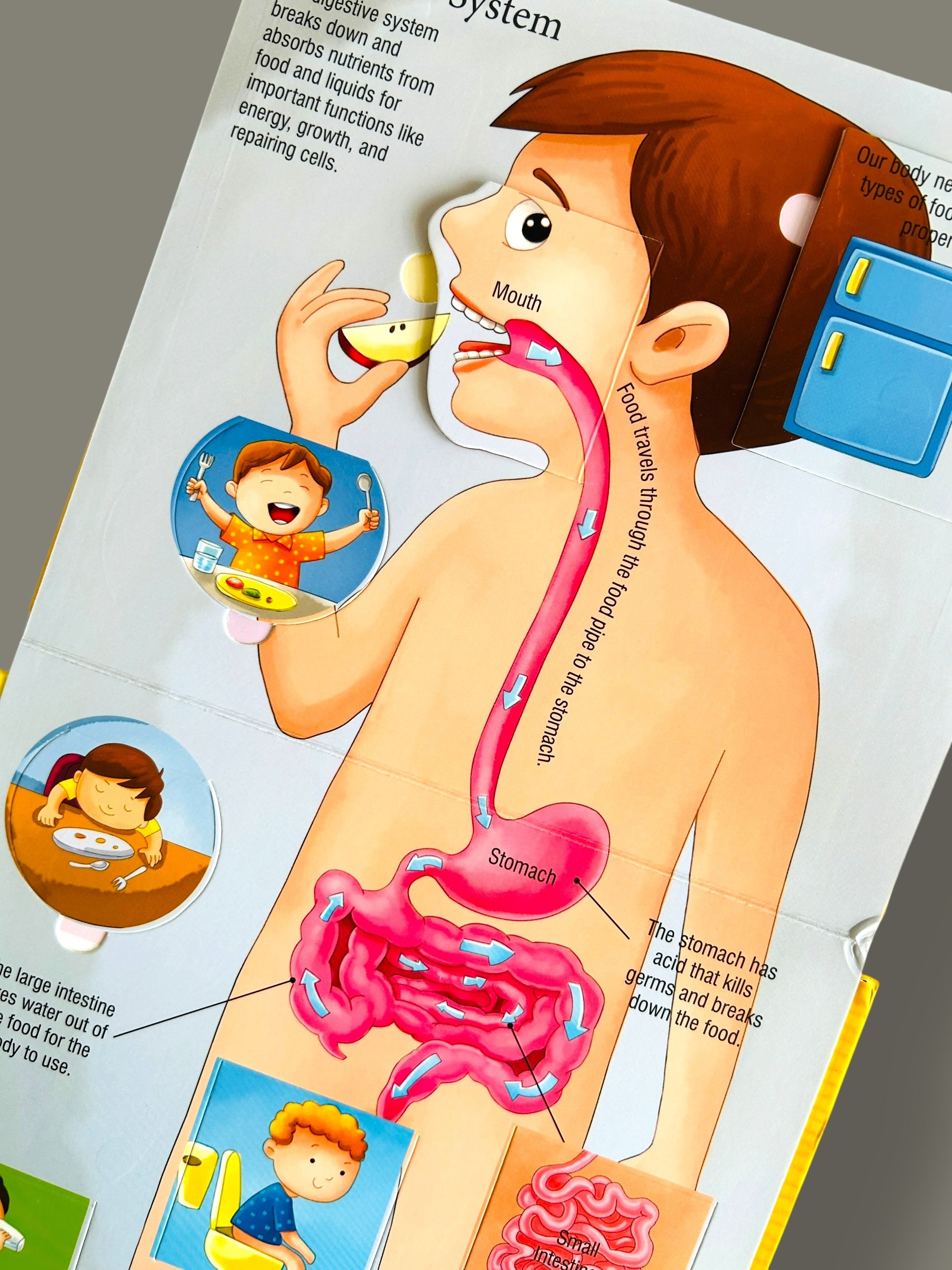 Lift A Flap - Inside Our Body