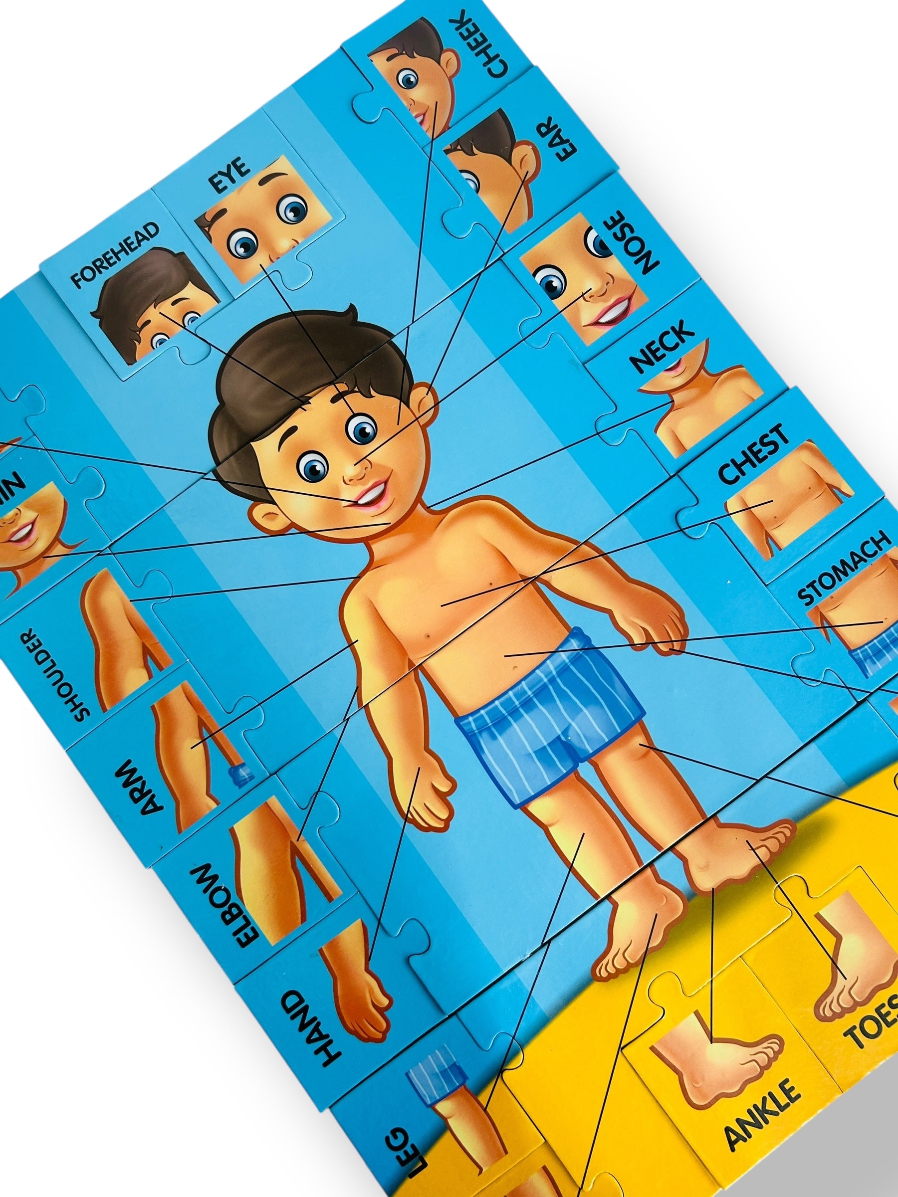 The Human Body Puzzle