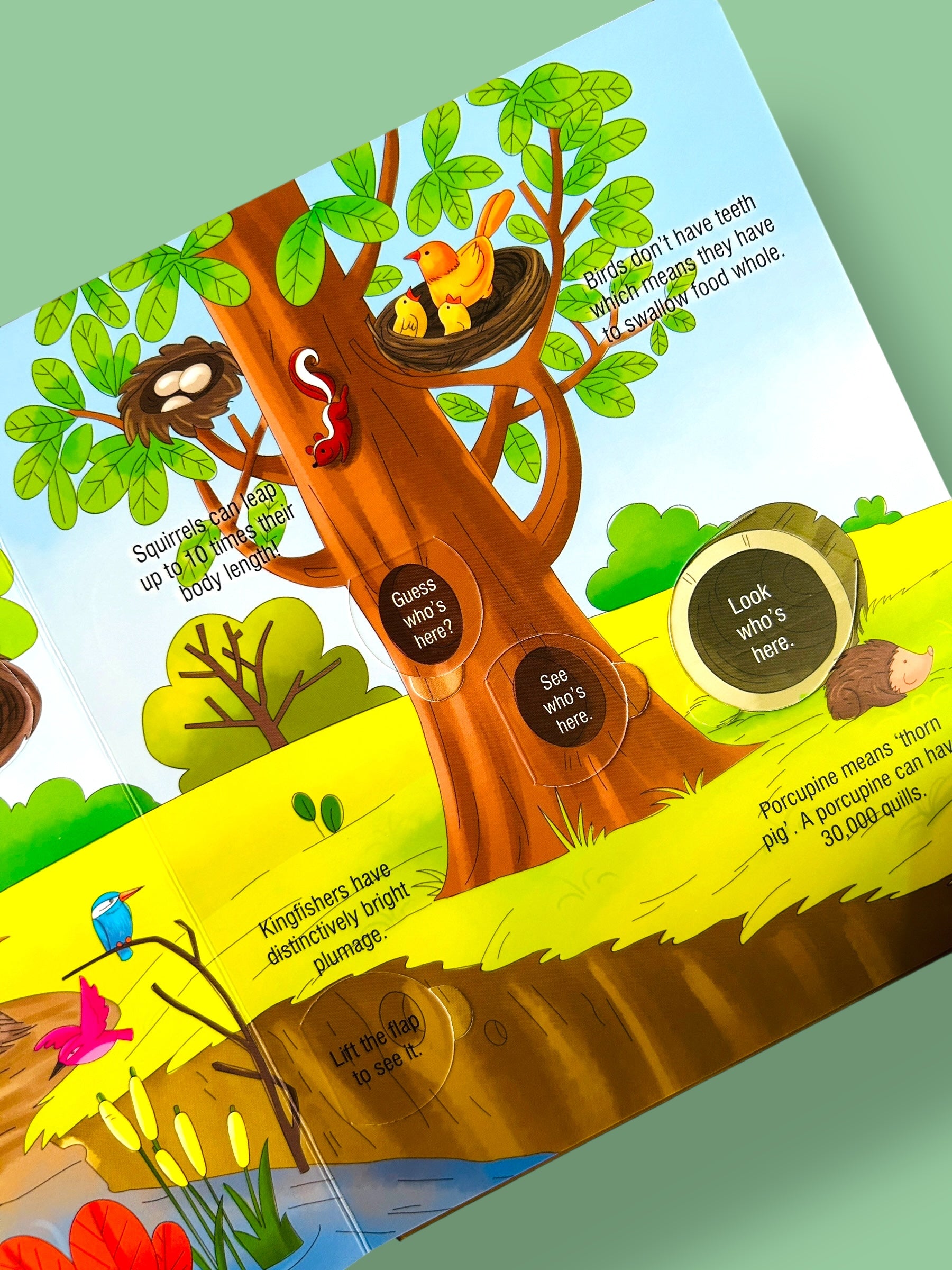 Lift A Flap - Animals and Their Habitat
