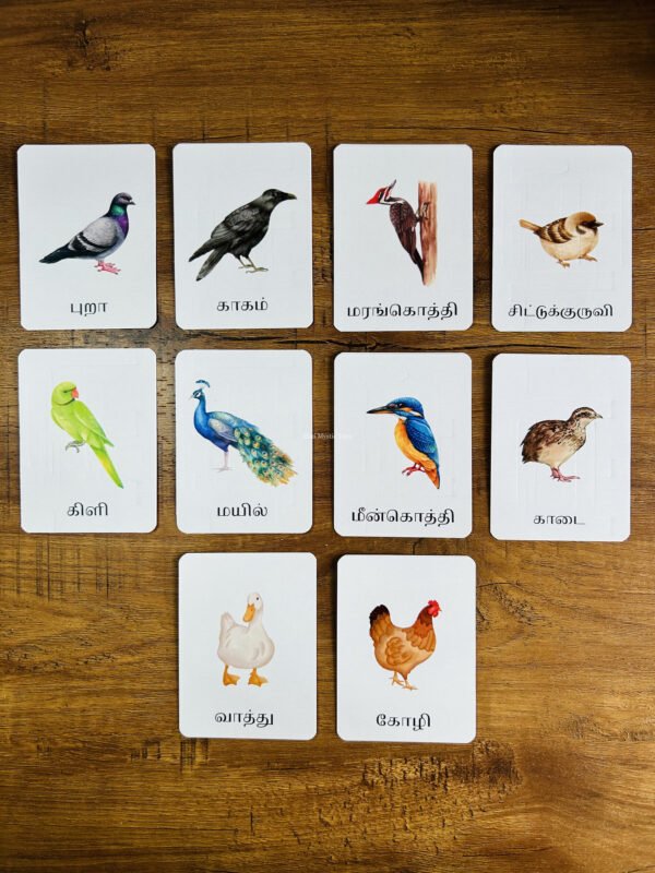 Birds Flashcards